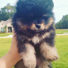 Pomeranian Puppies from Endure Farm Inc