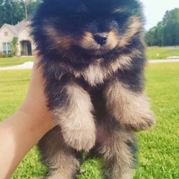 Pomeranian Puppies from Endure Farm Inc