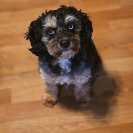 Bowen - Black tri-color male Aussiedoodle puppy in Centreville, Mississippi from Trin's Designer Doodles