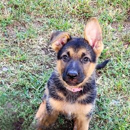 Girl 3 - Black and red German Shepherd puppy in Noel, Missouri from Wondar Shepherds