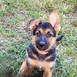 Girl 3 - Black and red German Shepherd puppy in Noel, Missouri from Wondar Shepherds