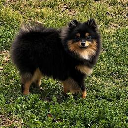 Honey - Black and tan female Pomeranian puppy in Newalla, Oklahoma from Classy Poms