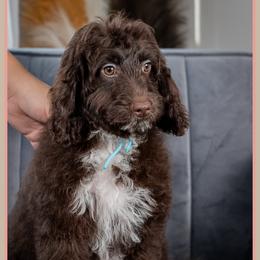 Jimmy - Brown white and tan male Cockapoo puppy in Connersville, Indiana from Deaz Doodle Ranch