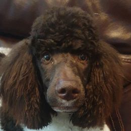 Leisel - Poodle
