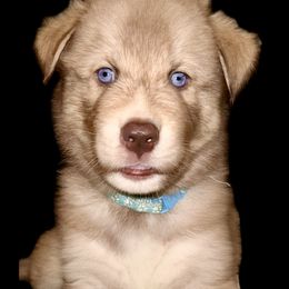 Siberian Husky Puppies from Southern Siberian Huskies of SW Florida
