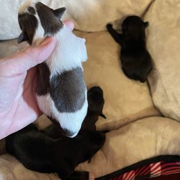Maltese, Miniature Schnauzer, and Yorkshire Terrier Puppies from Sassy Yorkie Love Alabama