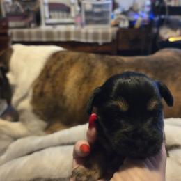Skylar - Black and tan female Yorkshire Terrier puppy in Toledo, Ohio from Yorkie / Chorkie  love