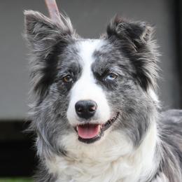 Jubilee - Border Collie