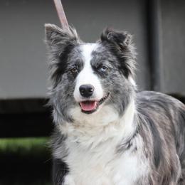 Jubilee - Border Collie