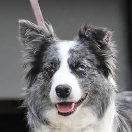 Jubilee - Border Collie
