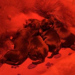 Boy 2 - Black and tan male Pomeranian puppy in Abilene, Texas from Blessedpoms