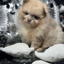 Mascara - Blue merle female Pomeranian puppy in Stockton, California from Pommiepalace