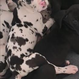 Harlequin Female 2 - Harlequin female Great Dane puppy in Gig Harbor, Washington from Lakaya Danes