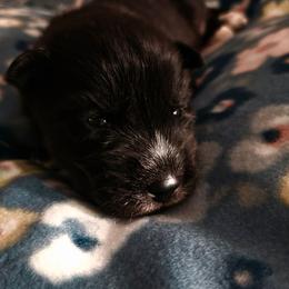 Renegade - Black male Siberian Husky puppy in Urbana, Ohio from Fairhaven's Siberian Huskies