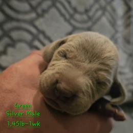 Green Collar - Silver gray male Weimaraner puppy in Indiana from So-IN Weimaraner's