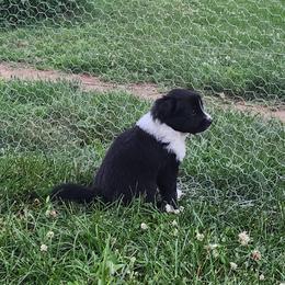 Boy 5 - Black and white male English Shepherd puppy in Columbia, Connecticut from Tranquil Morning Farm