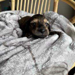 Curly - Cream male Dachshund puppy in Yuba City, California from Mulberry Dachshunds