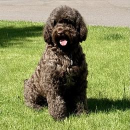Portuguese Water Dogs from Melissa Wagle
