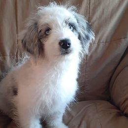 Olive - Blue merle Aussiedoodle puppy in Soap Lake, Washington from Desert Rose Doodles