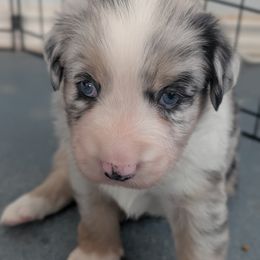 Australian Shepherd Puppies from Winter River Farms Australian Shepherds