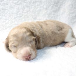 Mulberry - 2700 - Dapple male Dachshund puppy in Sonora, Kentucky from Maple Hill Miniature Dachshunds