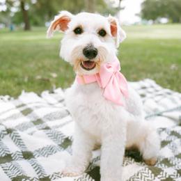 Miniature Schnauzers from Daffodil Dogs