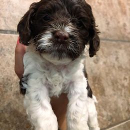 Cockapoo Puppies from Oodles of Doodles and Love