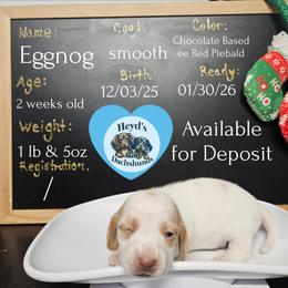 Eggnog - Piebald male Dachshund puppy in Hoquiam, Washington from Heyd's Mini Dachshunds