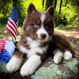 Ollie - Red and white male Siberian Husky puppy in Union Grove, Alabama from Southern Siberian Life