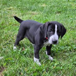 Rollo - Black male Mountain Cur puppy in Moundsville, West Virginia from Mountaineer Mountain Curs