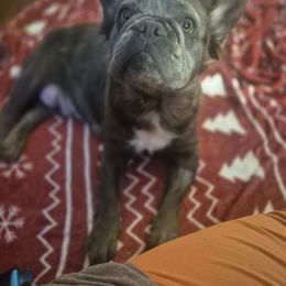 Annie - French Bulldog