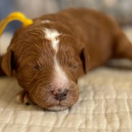 Tybee - Red male Cavapoo puppy in Beckley, West Virginia from By Design Doodles