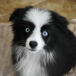 Flip - Toy Australian Shepherd