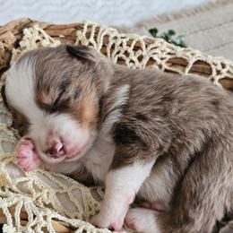 Rodney - Red merle male Australian Shepherd puppy in Mountain Grove, Missouri from K Bar H Farms