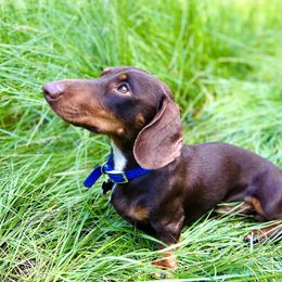 Steph - Dachshund