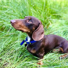 Steph - Dachshund