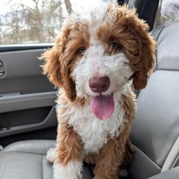 Ginger - Bernedoodle