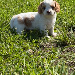 Luke - Blenheim male Cavapoo puppy in Miami, Oklahoma from BriarCreek Mini Aussies & Doodles
