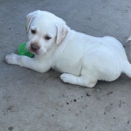 Red collar - Yellow male Labrador Retriever puppy in Big River, California from Cozy Acres Farm Labradors