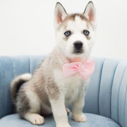 Juneau - Gray and white female Siberian Husky puppy in Elmwood Park, Illinois from HuskiesAndGoldensWithFinesse