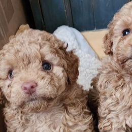 Poodles from Les Bourdonnés in Florida