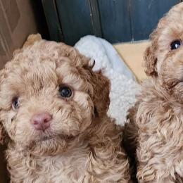 Poodles from Les Bourdonnés in Florida