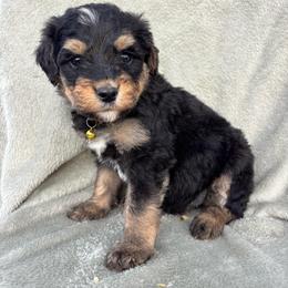 Jingle Bell - Phantom male Bernedoodle puppy in Holden, Missouri from Mid-West Bernedoodles