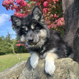 Racoon - Black tan and white female Siberian Husky puppy in Addison, Michigan from Gray Run Siberian Huskies