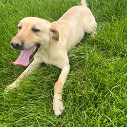 Maverick - Labrador Retriever