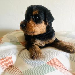 Girl 1 - female Airedale Terrier puppy in Elkins Park, Pennsylvania from Bighen Airedales