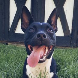 Rat Terriers from Lapis Lazuli Rat Terriers
