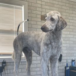 Finn - Poodle