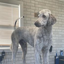 Finn - Poodle