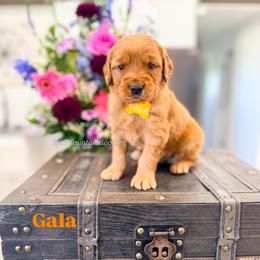 Gala - Red  male Goldendoodle puppy in West Haven, Utah from Split Mountain Doodles